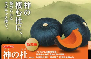 神の杜 500粒 西洋カボチャ 西洋カボチャ かぼちゃ 内果皮 種 タネ 【ナント 種 たね タネ 】【押し並べて5倍 5のつく日は尖んがり10倍】