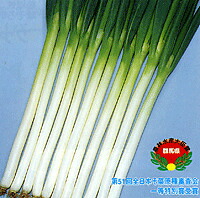 冬扇3号一本葱 ペレット6千粒 葱 ネギ ねぎ【サカタ 種 たね タネ】【原則として5倍 5のつく日は尖んがり10倍】