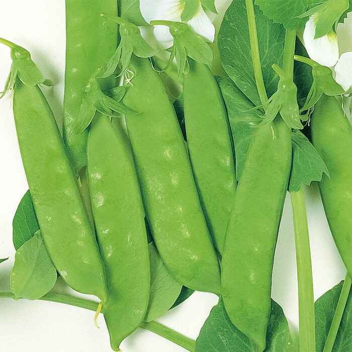 あずみ野30日絹莢pmr 豌豆 1l 室えんどう サヤエンドウ 莢豌豆【サカタ 種 たね タネ】【押し並べて5倍 5のつく日は尖んがり10倍】