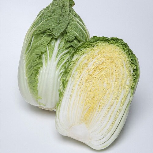 黄づつみ95 ペレット5000粒 白菜 ハクサイ はくさい【タキイ 種 たね タネ】【通常5倍 5のつく日はポイント10倍】