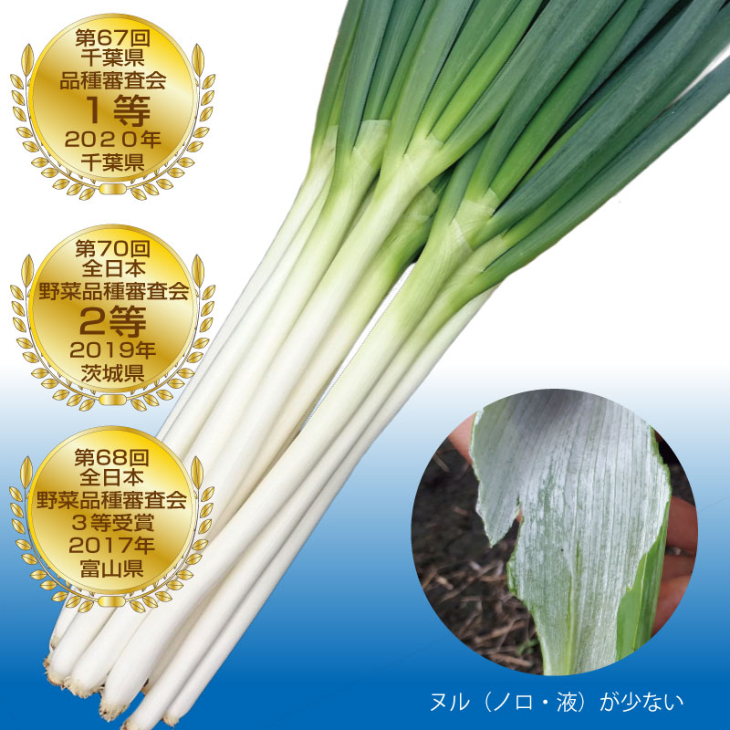 【尖んがり5倍 5のつく日は10倍】川･河の轟き 1DL 葱 ネギ ねぎ 金剛石掛け合わせ 【トキタ 種 たね タネ】