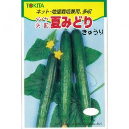 夏みどり 1L 黄瓜 胡瓜 きゅうり夏みどり 1L 金剛石かけ合わせ 【トキタ 種 たね タネ】【原則として5倍 5のつく日は尖んがり10倍】