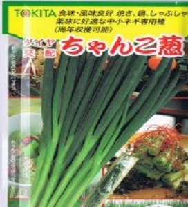 ちゃんこ葱２ 厚地の外套20000粒 葱 ネギ ねぎ 金剛石掛け合わせ 【トキタ 種 たね タネ】【押し並べて5倍 5のつく日は尖んがり10倍】