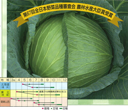 ペレット種子 清流堂 5000粒(L) キャベツ【渡辺採種場 種 たね タネ 】【通常5倍 5のつく日はポイント10倍】|全国種苗出荷センター