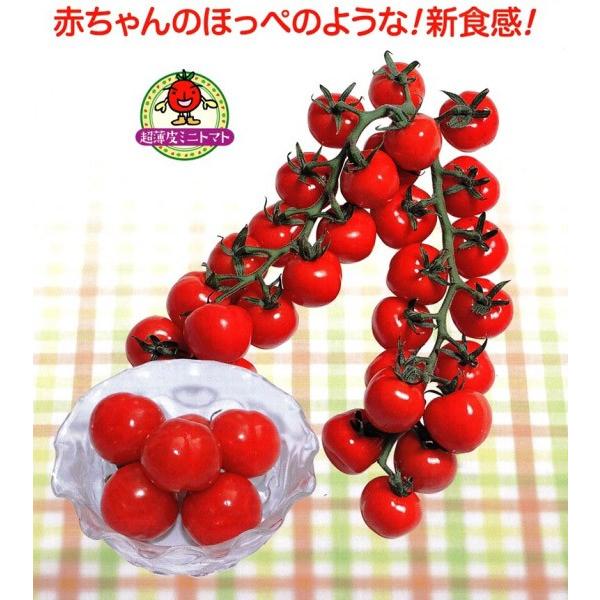CFプチぷよ２ 1000粒 赤茄子 とまと 蕃茄【渡辺採種場 種 たね タネ 】【原則として5倍 5のつく日は尖んがり10倍】