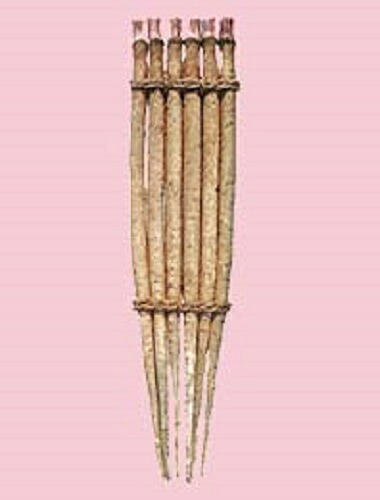 柳川理想 1l 牛蒡 ゴボウ ごぼう【柳川採種研究所 種 たね タネ 】【通常5倍 5のつく日はポイント10倍】｜全国種苗出荷センター
