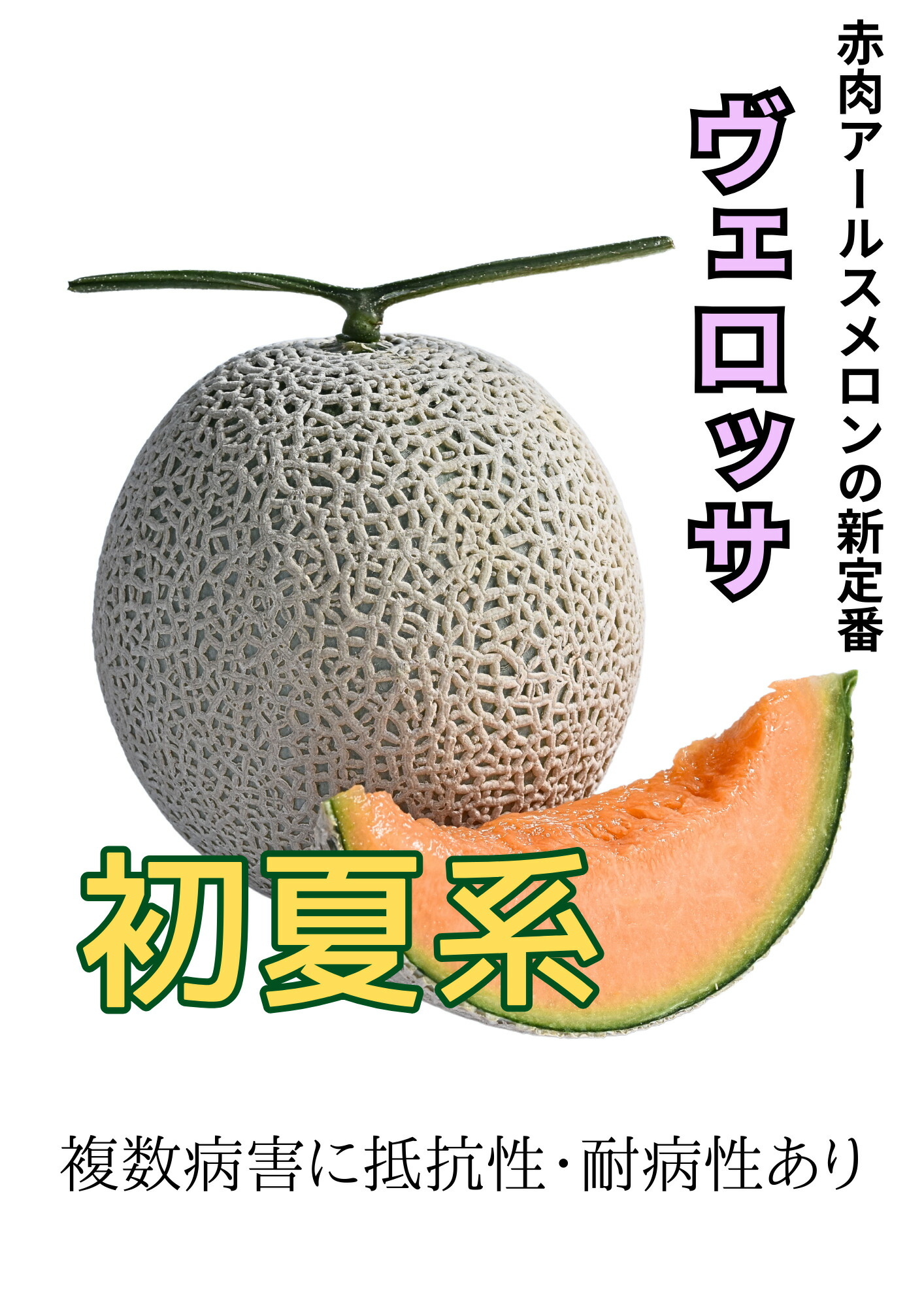 楽天市場】アールスヴェルダ 秋冬系 メロン 100粒 めろん メロン