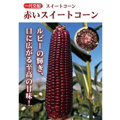 赤いスイートコーン 2000粒 スイートコーン とうもろこし 【小林種苗 種 たね タネ】【通常5倍 5のつく日はポイント10倍対象外商品ポイント3倍固定商品】