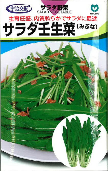 サラダ壬生菜(京なじみ) 2dl詰 壬生菜 ミブナ みぶな 宇治交配 【丸種 種 たね タネ】【通常5倍 5のつく日はポイント10倍対象外商品ポイント3倍固定商品】 5,467円