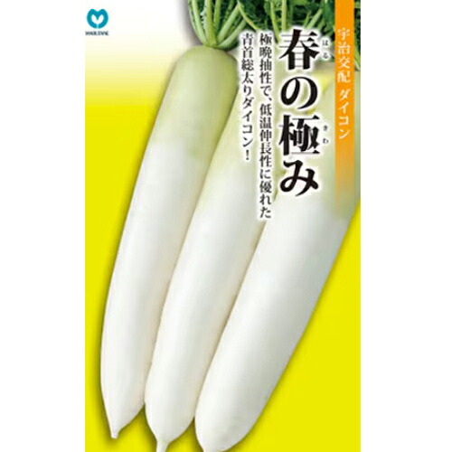 春の極み 2ｄｌ 大根 ダイコン だいこん 宇治交配 【丸種 種 たね タネ】【通常5倍 5のつく日はポイント10倍対象外商品ポイント3倍固定商品】