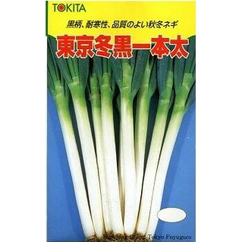 東京冬黒 2DL 葱 ネギ ねぎ【トキタ 種 たね タネ】【通常5倍 5のつく日はポイント10倍】