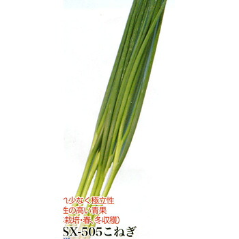 TSX-505こねぎ 1L 葱 ネギ ねぎ ダイヤ交配 【トキタ 種 たね タネ】【通常5倍 5のつく日はポイント10倍】