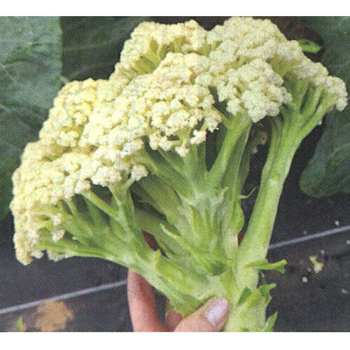 カリフローレ65 Lｺｰﾄ2500粒 花椰菜 グストイタリア 金剛石掛け合わせ 【トキタ 種 たね タネ】【押し並べて5倍 5のつく日は尖んがり10倍】