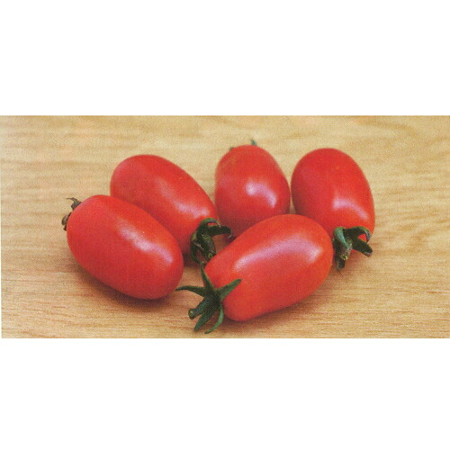 サングレープ ピコ 100粒 ミニトマト トマト とまと 蕃茄【トキタ 種 たね タネ】【通常5倍 5のつく日はポイント10倍】