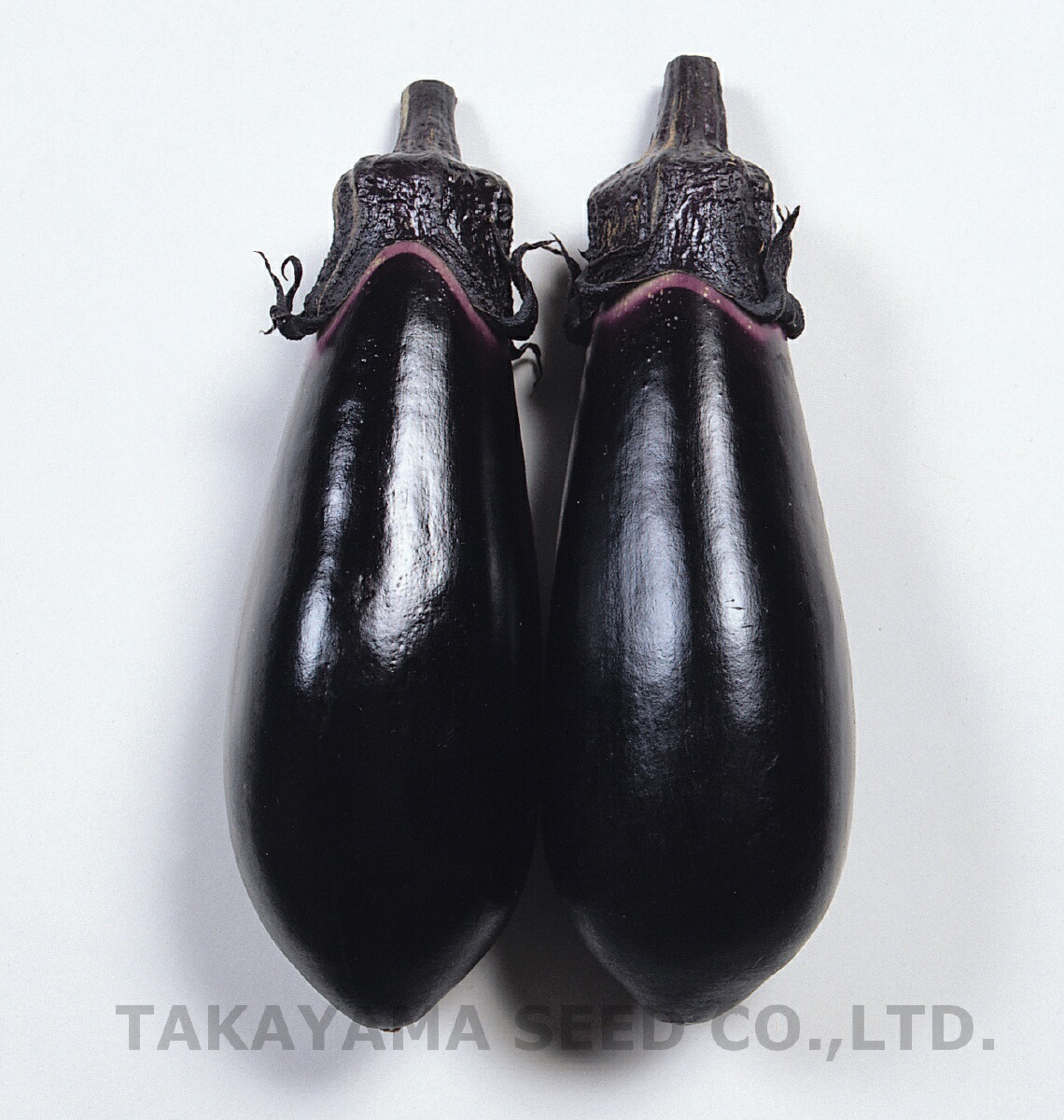 紫光 20ml ナス なす 茄子【タカヤマシード 種 たね タネ 】【通常5倍 5のつく日はポイント10倍】