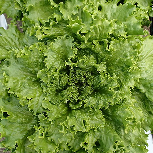 ビアンカ（UC-050） Lコート5千粒 レタス ウエキ育成 横浜植木 【横浜植木 種 たね タネ 】【通常5倍 5のつく日はポイント10倍】｜全国種苗出荷センター