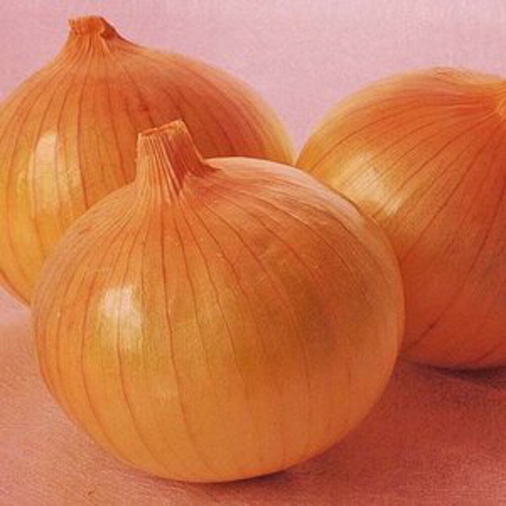 楽天市場】ナント種苗 タマネギ 泉州中高黄大玉葱 20ml : 種苗・園芸 楽天市場】ナント種苗 タマネギ 泉州中高黄大玉葱 20ml : 種苗・園芸