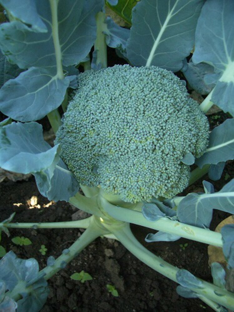 カズ】ブロッコリー種子（BL-456）5000粒 カズ】ブロッコリー種子（BL