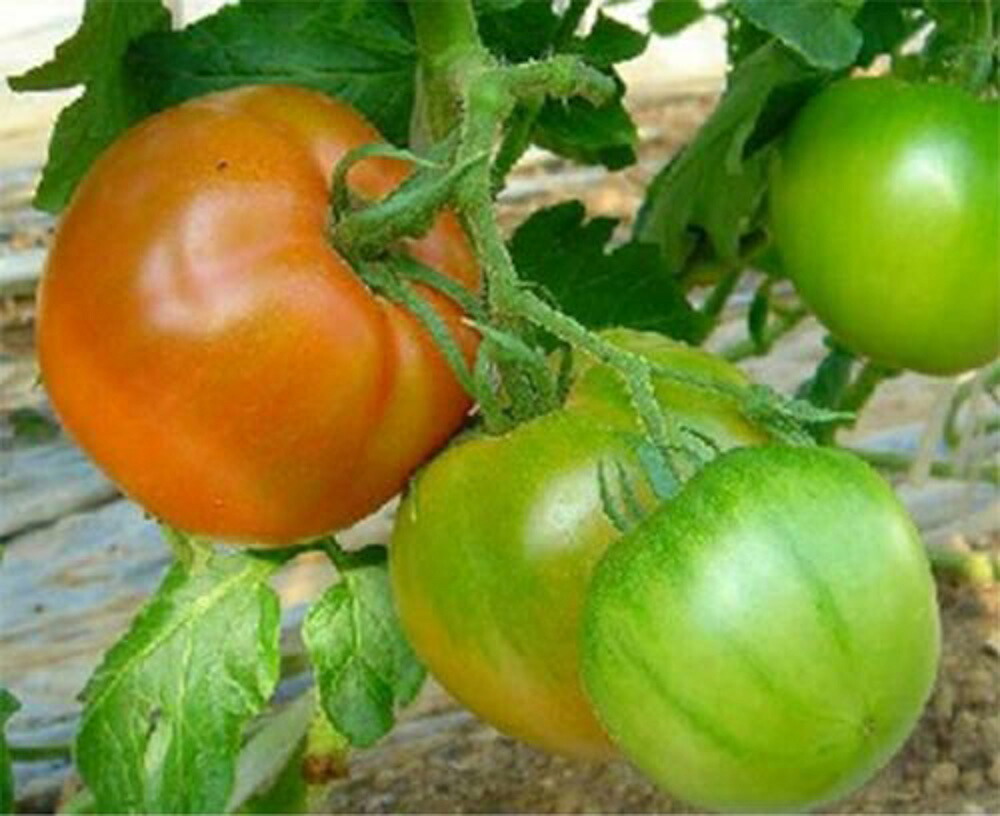 感激73 1000粒 トマト とまと 蕃茄 1000粒 トマト とまと 蕃茄 愛三種苗 【愛三種苗 種 たね タネ 】【通常5倍 5のつく日はポイント10倍対象外商品ポイント3倍固定商品】|全国種苗出荷センター