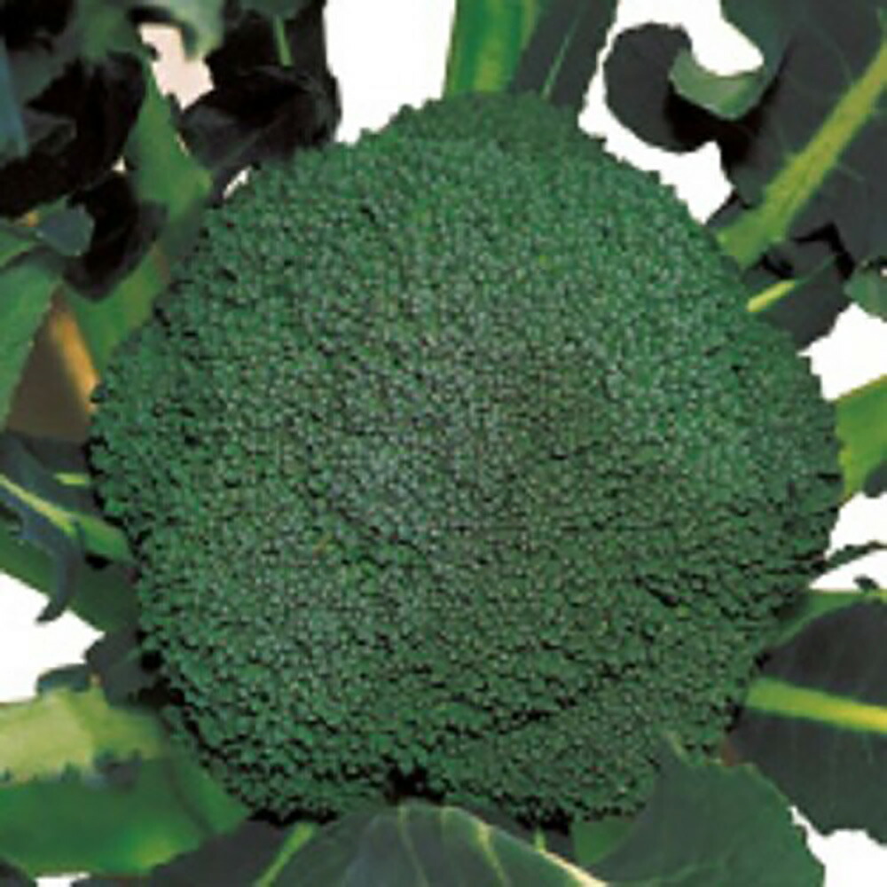 カズ】ブロッコリー種子（BL-456）5000粒 楽天市場】BL-456 5000
