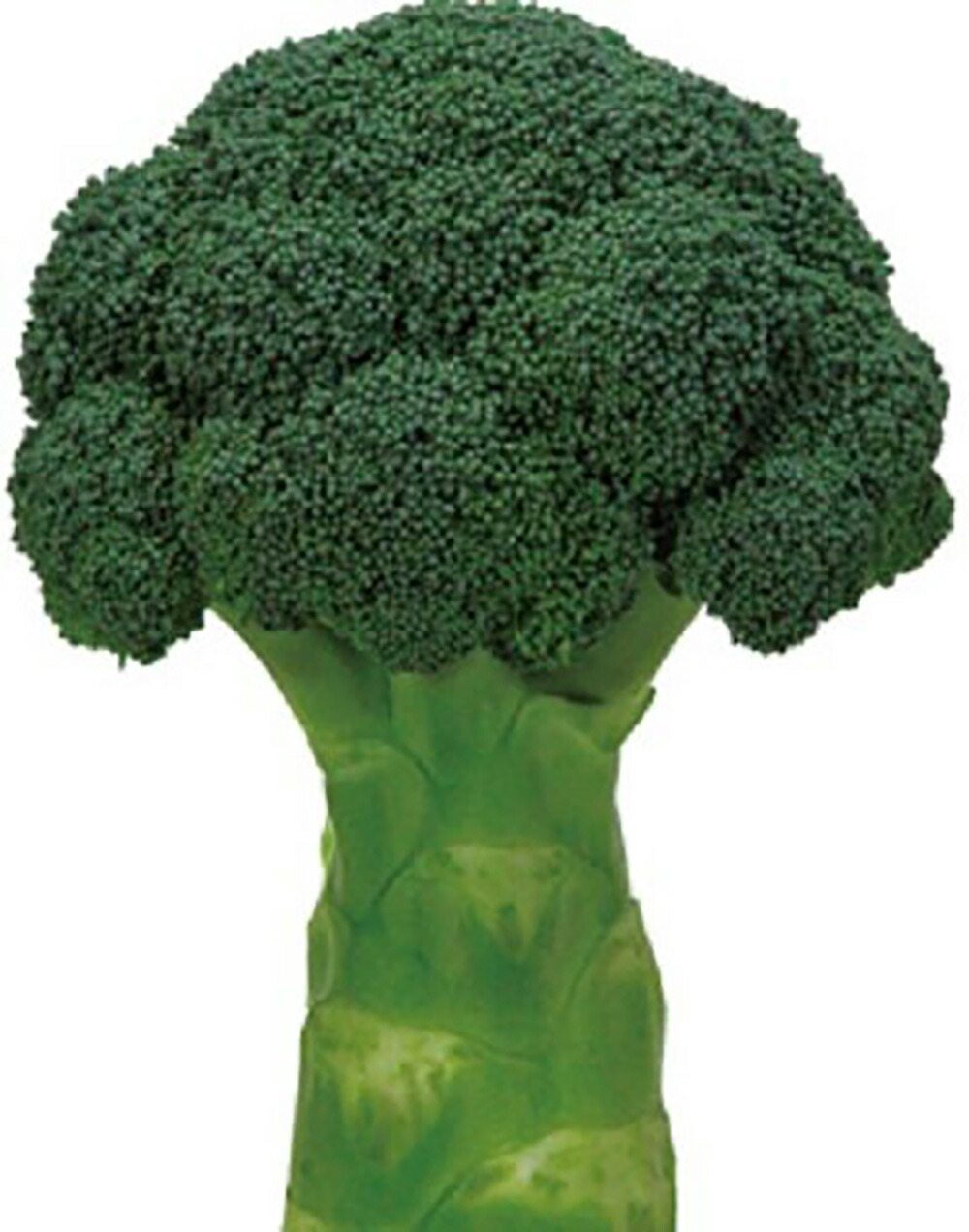 楽天市場】クリア(BL-819) 2000粒 ブロッコリー 【ブロリード 種 たね