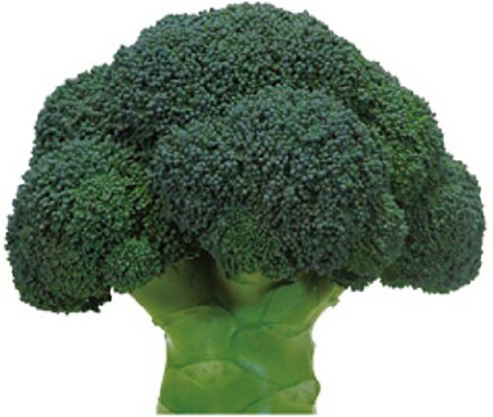 楽天市場】BL-456 5000粒(Lコート) ブロッコリー 【ブロリード 種 たね
