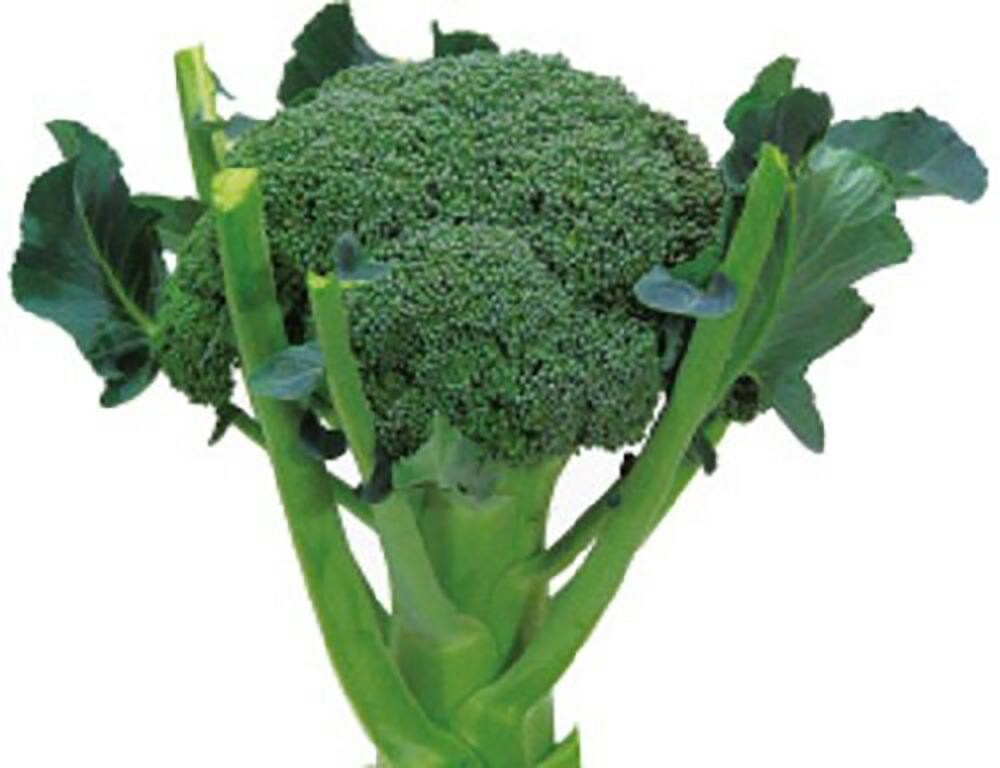 楽天市場】BL-456 5000粒(Lコート) ブロッコリー 【ブロリード 種 たね