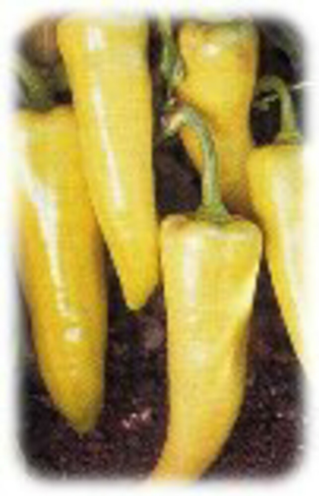 バナナクリーム 1000粒 唐辛子 とうがらし トウガラシ 97 以上節約 バナナクリーム 1000粒 唐辛子 とうがらし トウガラシ 97 以上節約