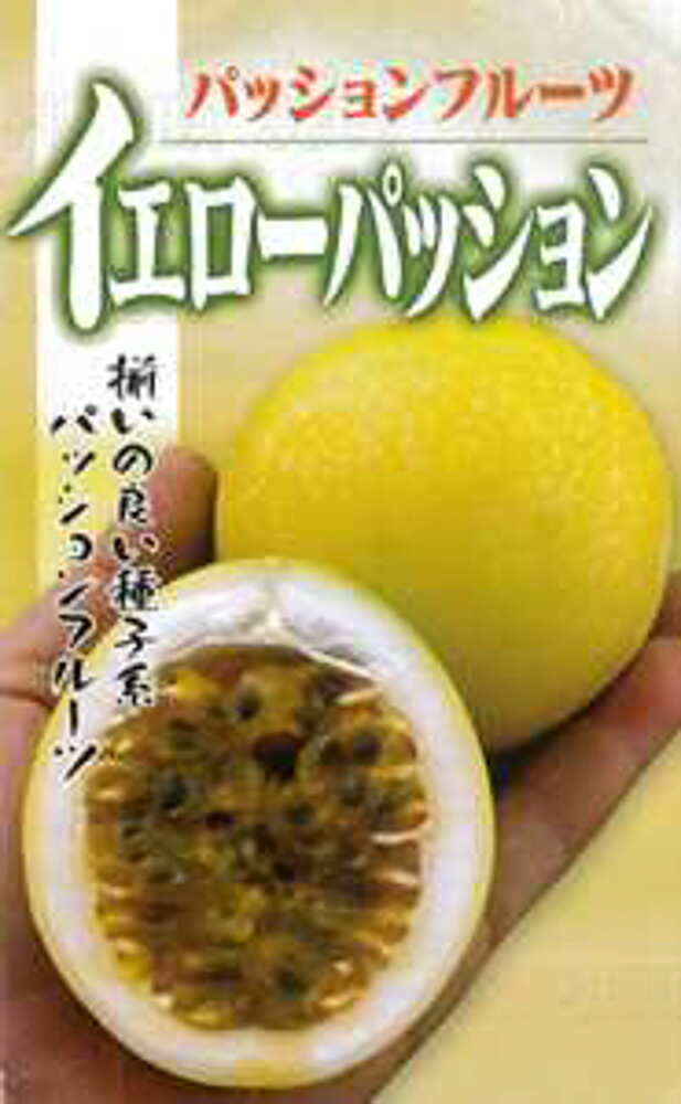 沖縄　パッションフルーツ　イエロー　苗　果実/植物　くだもの 沖縄 パッションフルーツ イエロー 苗 果実/植物 くだもの 沖縄