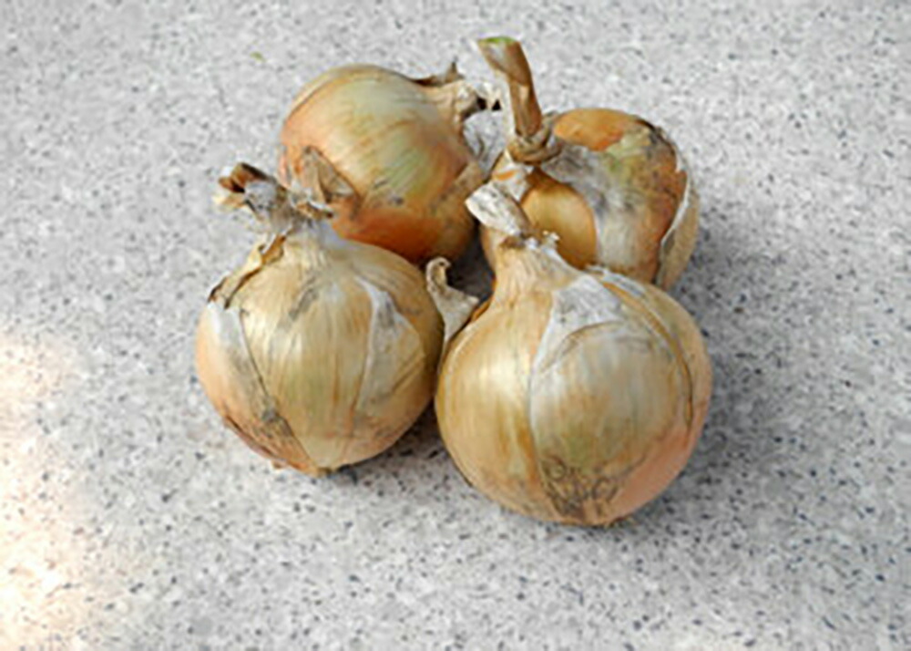 たね 小林種苗 タマネギ たまねぎ 玉葱　マグレブ　2dl ≪人気≫松永種苗 タマネギ 玉葱 たまねぎ 赤 あま丸ルビー 2dlの通販