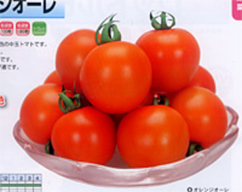 オレンジオーレ 1000粒 トマト とまと 蕃茄【カネコ種苗 種 たね タネ 】【通常5倍 5のつく日はポイント10倍】|全国種苗出荷センター