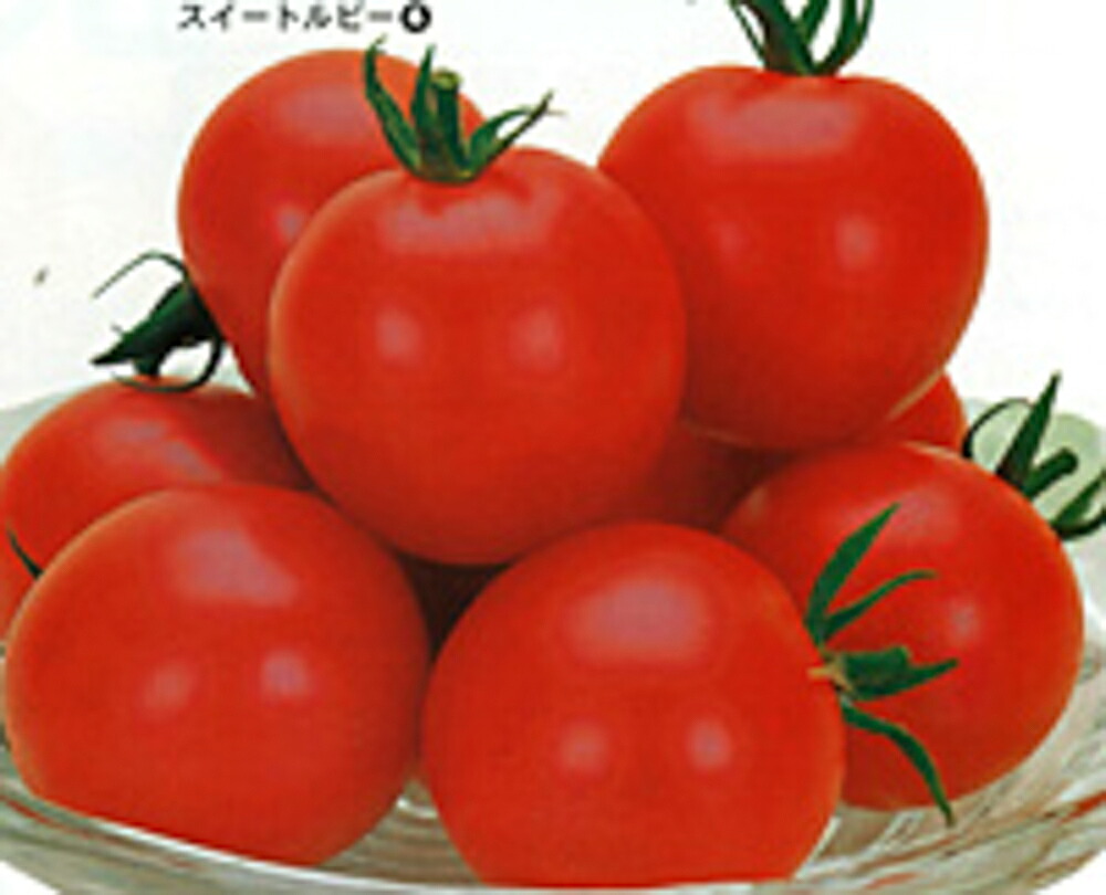 スイートルビー 1000粒 トマト とまと 蕃茄【カネコ種苗 種 たね タネ 】【通常5倍 5のつく日はポイント10倍】
