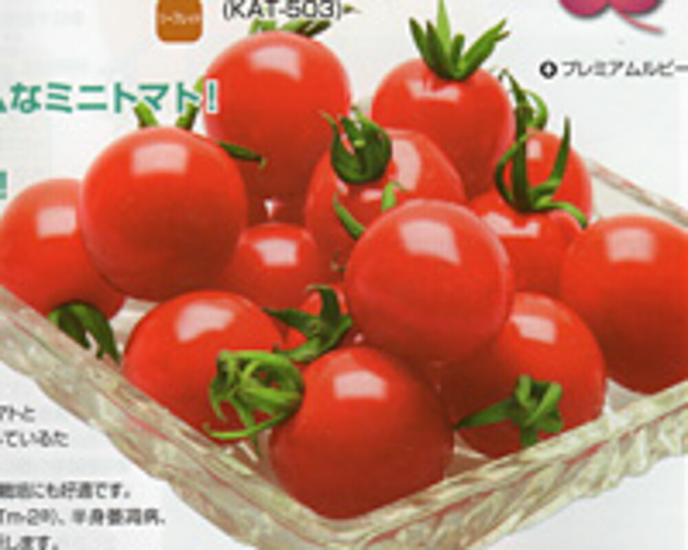 プレミアムルビー 1000粒 トマト とまと 蕃茄【カネコ種苗 種 たね タネ 】【通常5倍 5のつく日はポイント10倍】