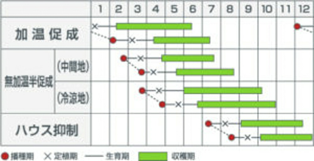 2442円 2022年のクリスマスの特別な衣装 よしなり胡瓜 350粒 胡瓜 キュウリ きゅうりよしなり胡瓜
