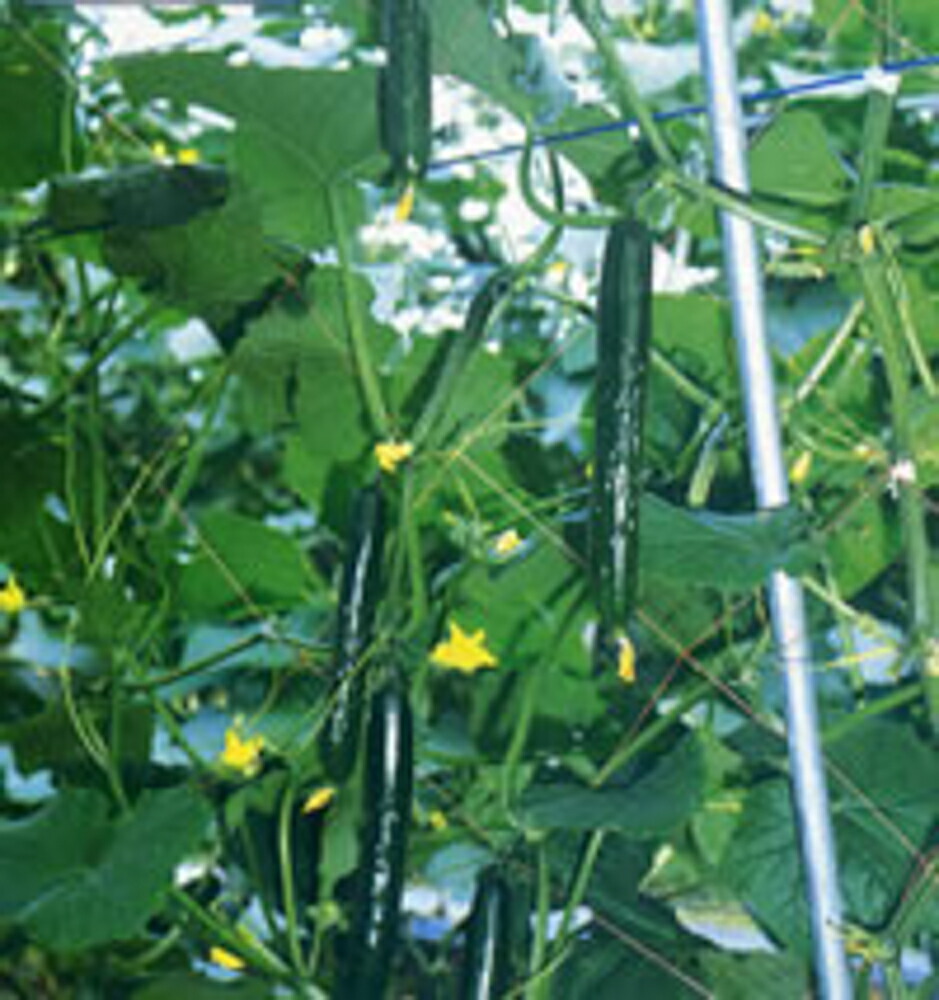 風神 350粒 黄瓜 胡瓜 きゅうり【カネコ種苗 種 たね タネ 】【押し並べて5倍 5のつく日は尖んがり10倍】
