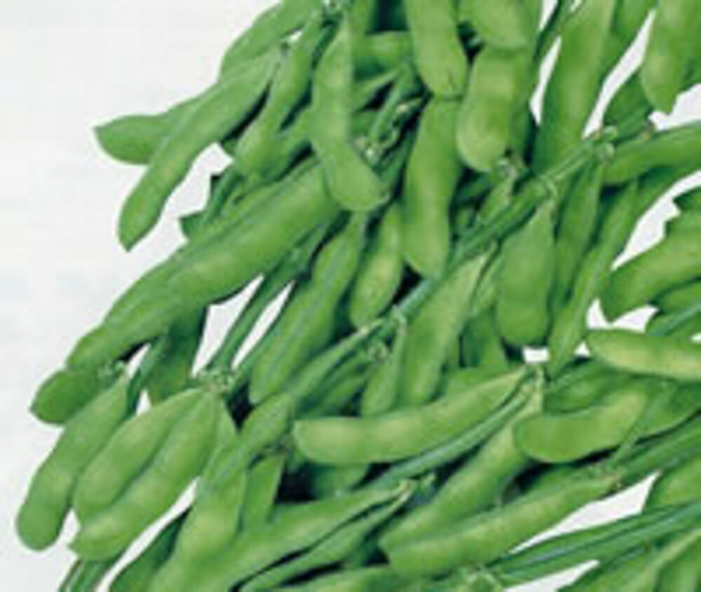 楽天市場】【カネコ種苗】湯あがり娘枝豆 2000粒 : 船木種苗店