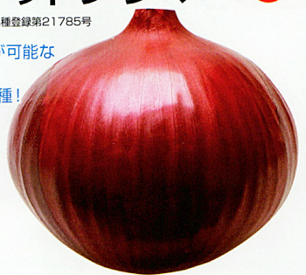 【12/5以降に発送の可能性】レッドアロー 極早生 赤玉ねぎ 1000本 レッドアロー | カネコ種苗株式会社 | 未来をひらく・・カネコ交配