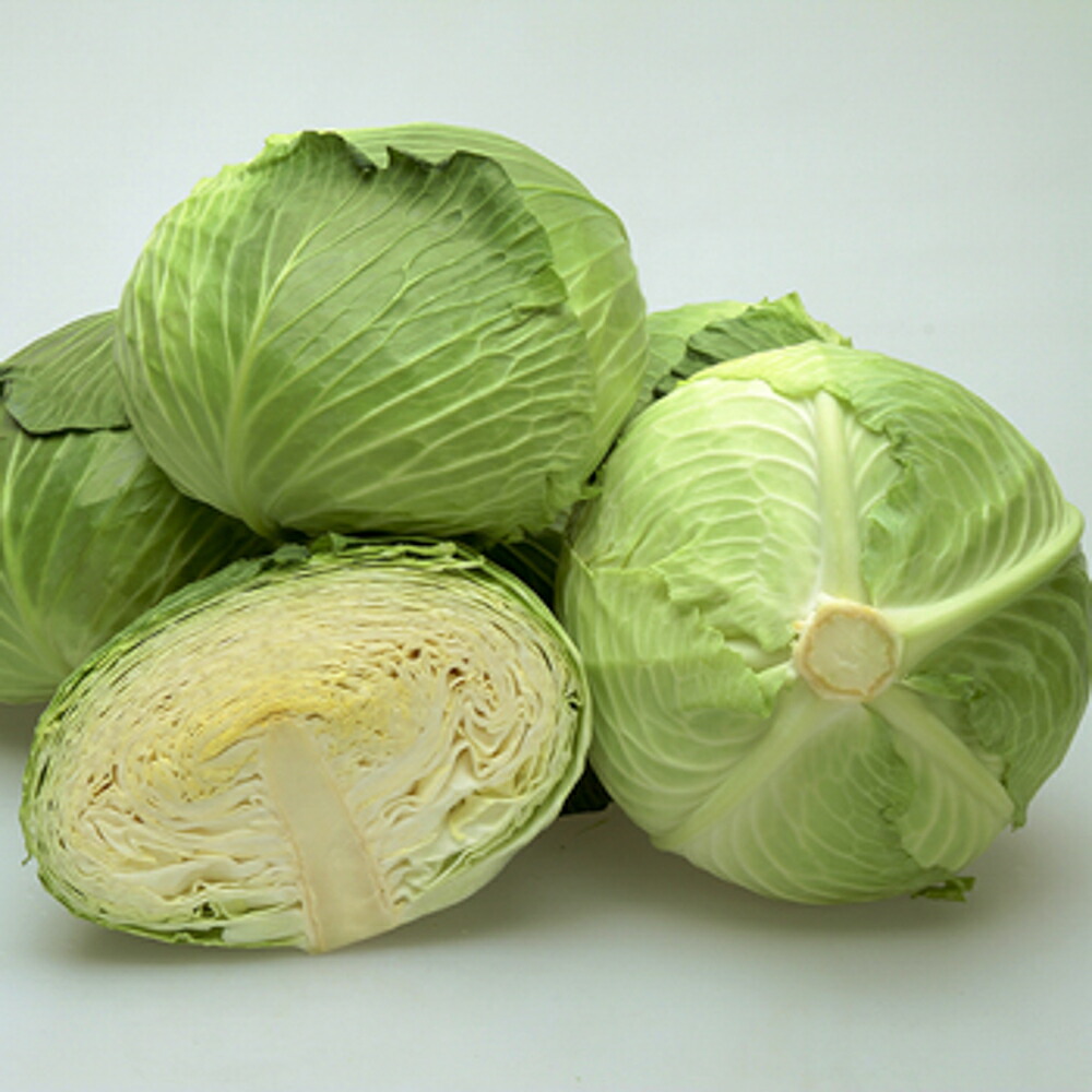 冬そだち ペレット5000粒 玉菜【カネコ種苗 種 たね タネ 】【押し並べて5倍 5のつく日は尖んがり10倍】