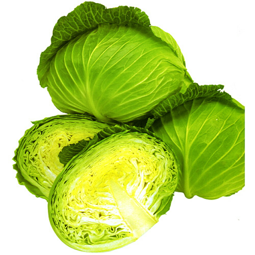 ひなの ペレット5000粒 玉菜【カネコ種苗 種 たね タネ 】【押し並べて5倍 5のつく日は尖んがり10倍】