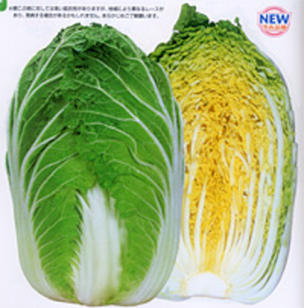 黄望峰90 ペレット5000粒 白菜 ハクサイ はくさい【カネコ種苗 種 たね タネ 】【押し並べて5倍 5のつく日は尖んがり10倍】
