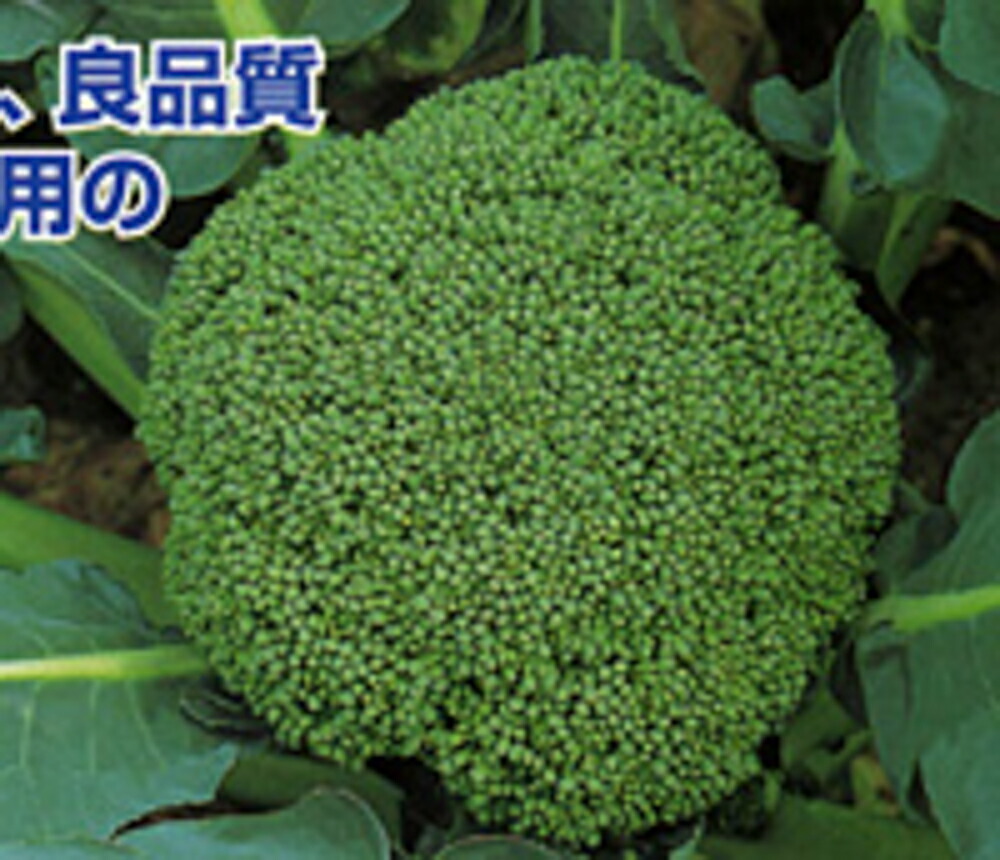 早生万蕾 20ml ブロッコリー【カネコ種苗 種 たね タネ 】【通常5倍 5のつく日はポイント10倍】