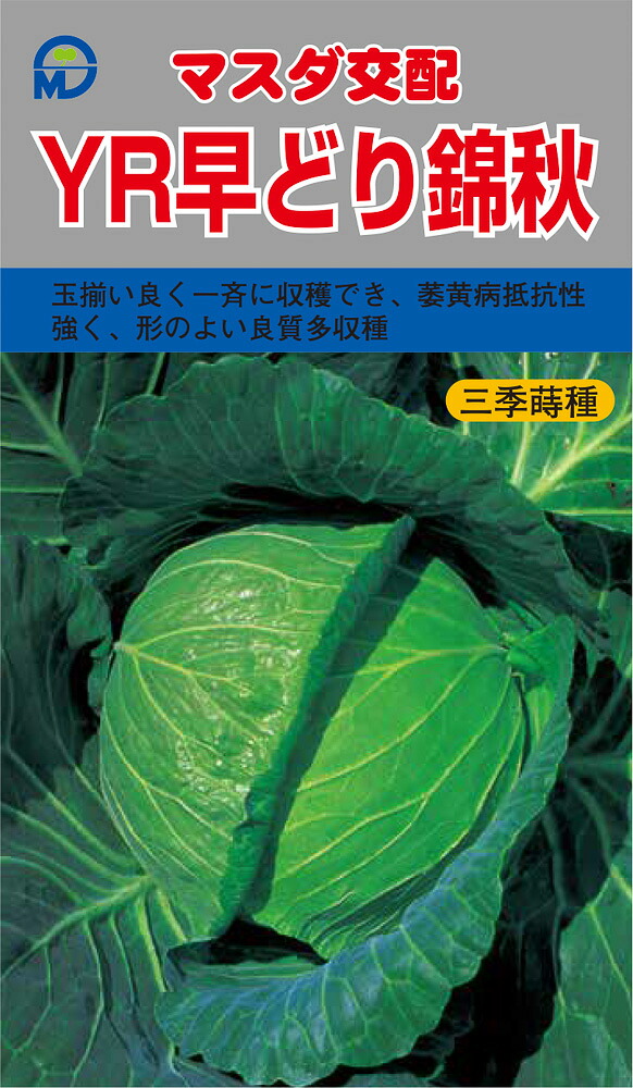 YR早どり錦秋甘藍 コート(5000粒) キャベツ 甘藍 かんらん カンラン【増田採種場 種 たね タネ】【通常5倍 5のつく日はポイント10倍】｜全国種苗出荷センター