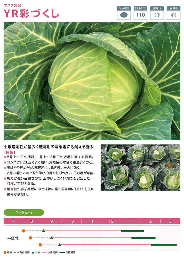 YR彩づくし甘藍 コート(5000粒) キャベツ 甘藍 かんらん カンラン【増田採種場 種 たね タネ】【通常5倍 5のつく日はポイント10倍】