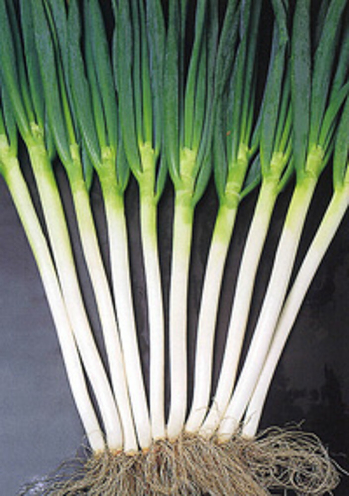 長宝 2dl 袋 葱 ネギ ねぎ【ヴィルモランみかど 種 たね タネ】【通常5倍 5のつく日はポイント10倍】