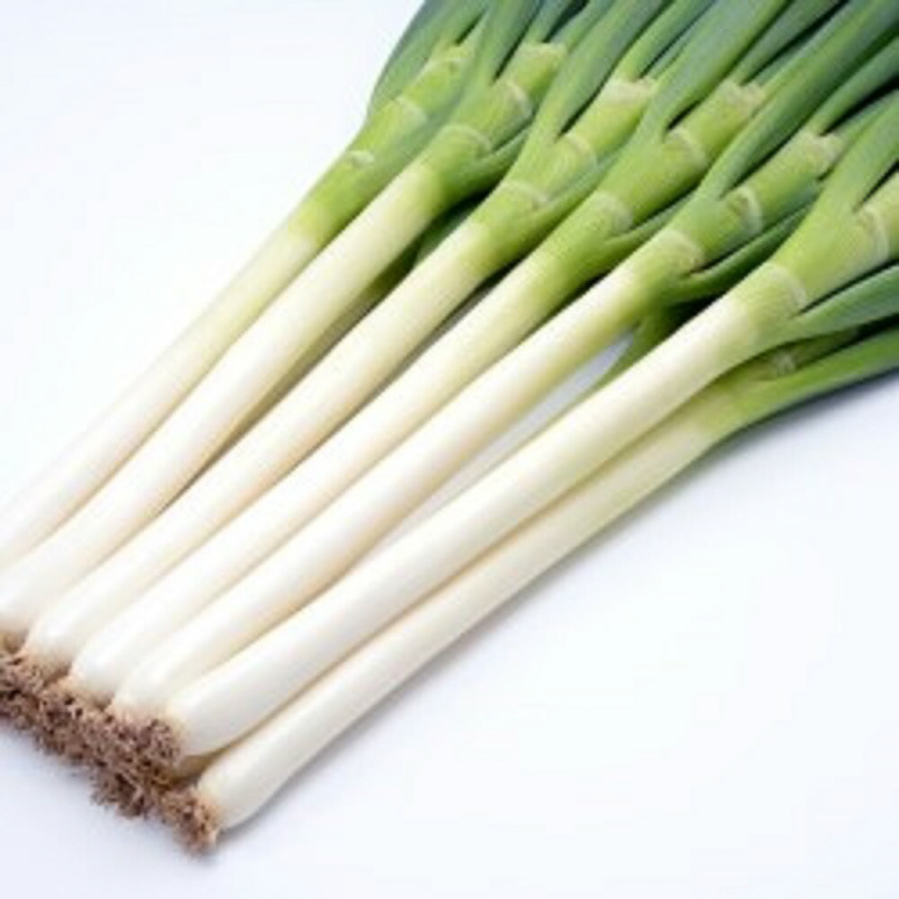 楽天市場】夏の宝山 1dl 袋 葱 ネギ ねぎ【ヴィルモランみかど 種 たね