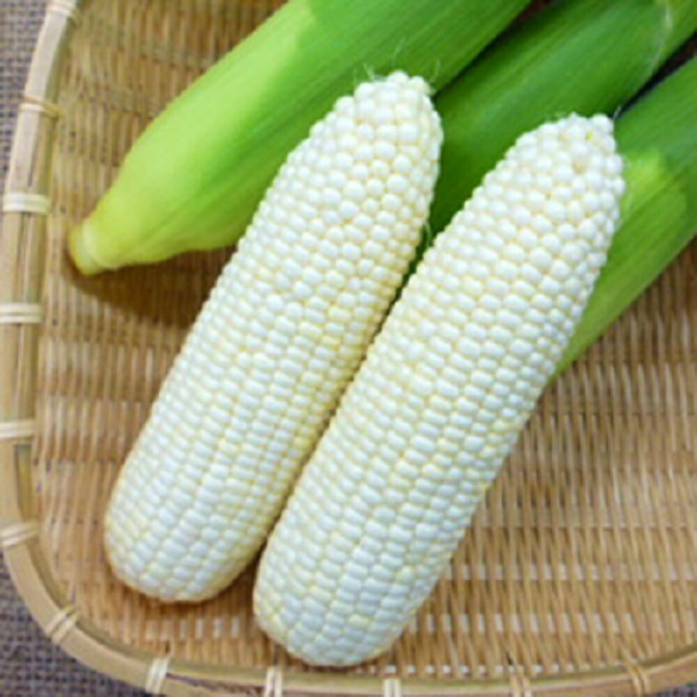 楽天市場】サニーショコラ 2000粒 とうもろこし トウモロコシ 玉蜀黍