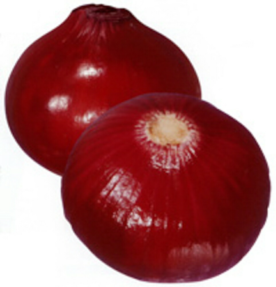 甲高赤玉葱 1000本　専用 甲高赤玉葱 1000本 専用 甲高赤玉葱／野菜の種の通信