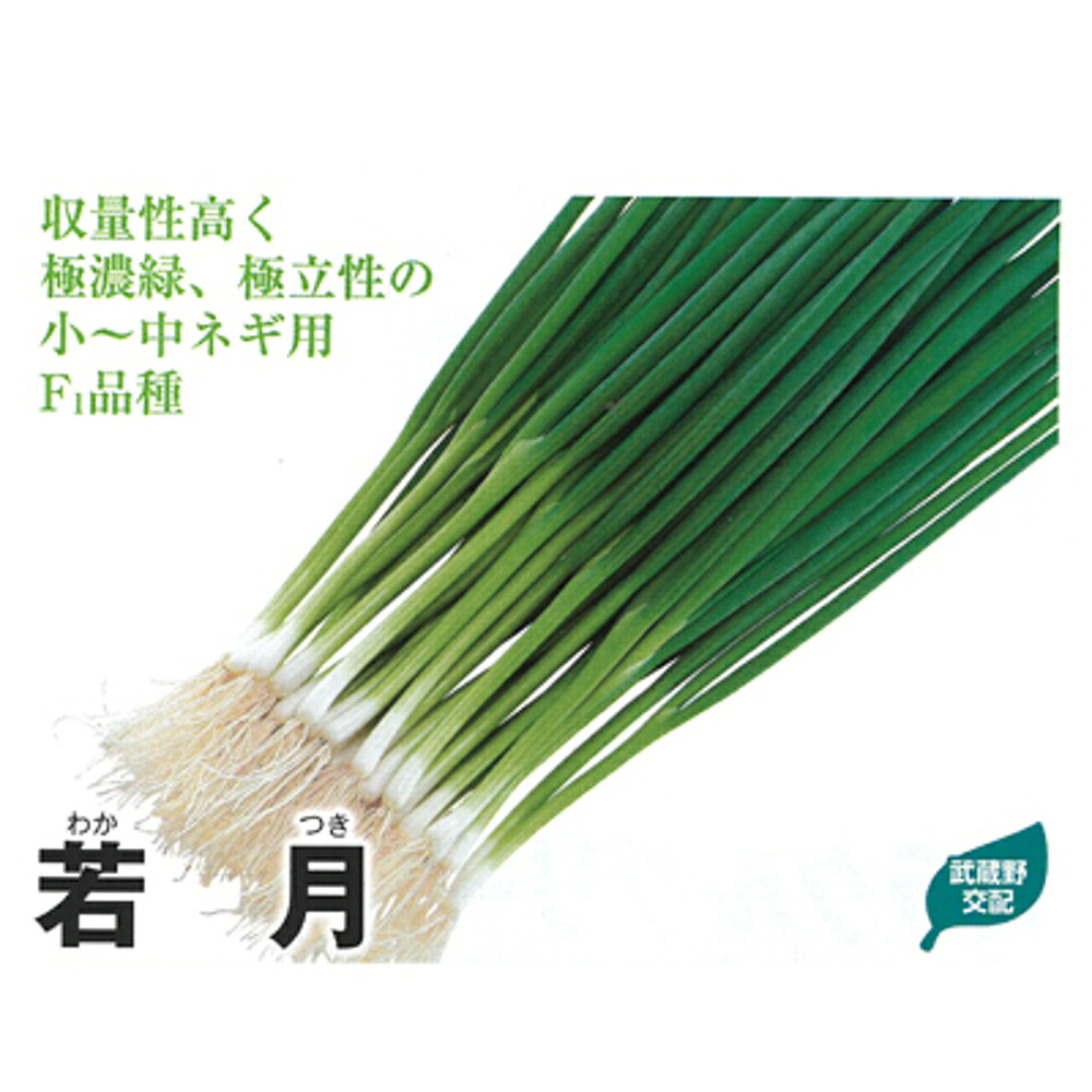 若月 1L 葱 ネギ ねぎ 武蔵野交配【武蔵野種苗 種 たね タネ 】【通常5倍 5のつく日はポイント10倍】|全国種苗出荷センター