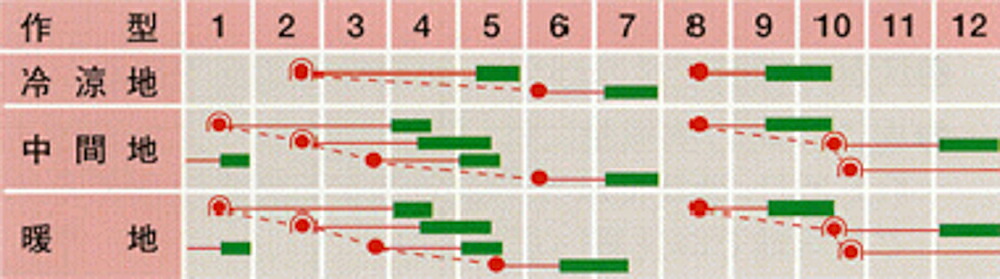 最安値挑戦 白寿 1dl かぶ カブ 蕪 武蔵野交配 Fucoa Cl