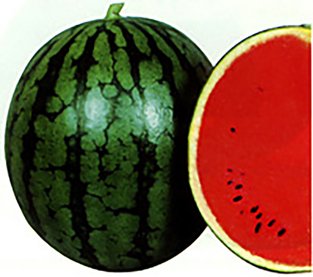 すいか様 スイカ様 (すいかさま)とは【ピクシブ百科事典】